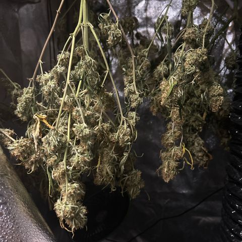 Royal Dwarf growlog timeline photo