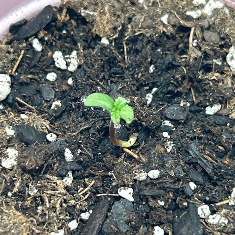 Solfire cherrylicious growlog timeline photo