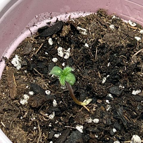 Solfire cherrylicious growlog timeline photo