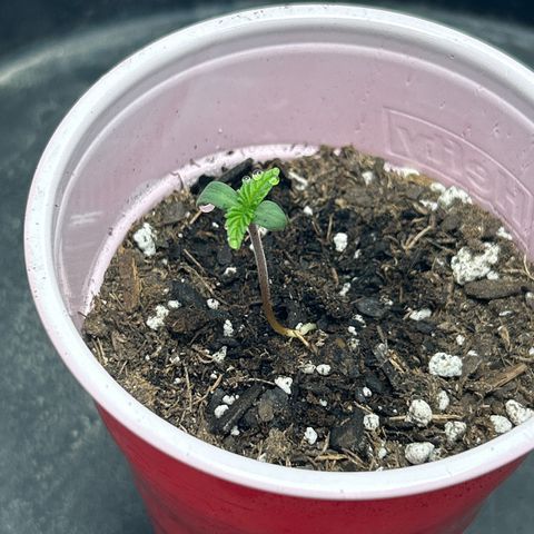 Solfire cherrylicious growlog timeline photo