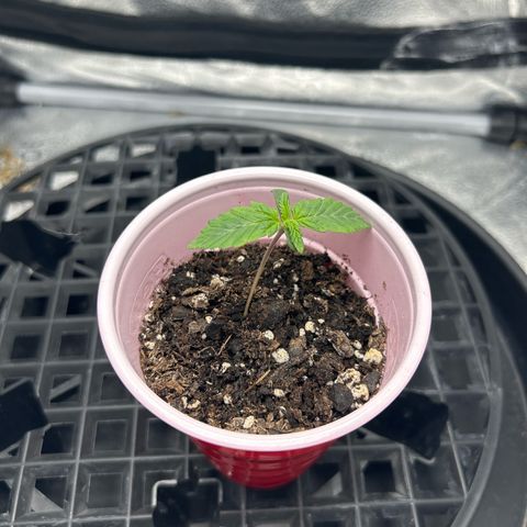Solfire cherrylicious growlog photo: 2nd set of leaves is coming up 
