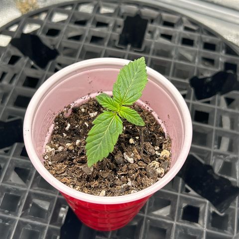 Solfire cherrylicious growlog timeline photo