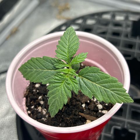 Solfire cherrylicious growlog timeline photo