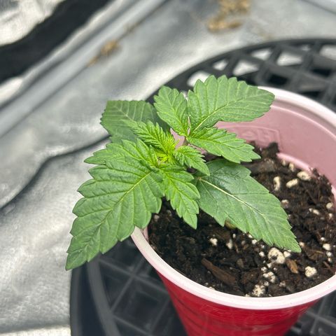 Solfire cherrylicious growlog timeline photo