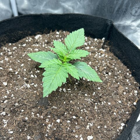 Solfire cherrylicious growlog timeline photo