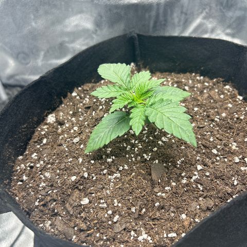 Solfire cherrylicious growlog timeline photo