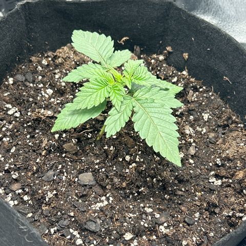 Solfire cherrylicious growlog timeline photo