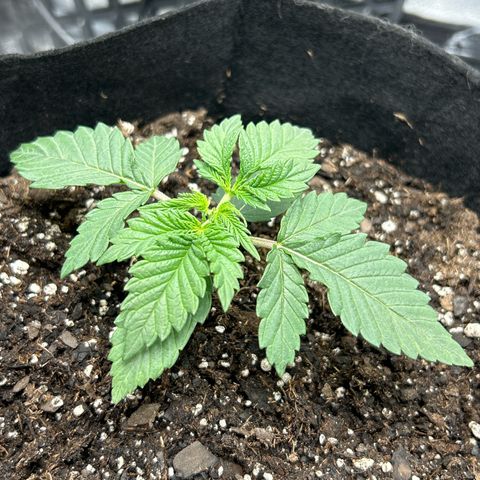 Solfire cherrylicious growlog photo: Topped after the 4th node 