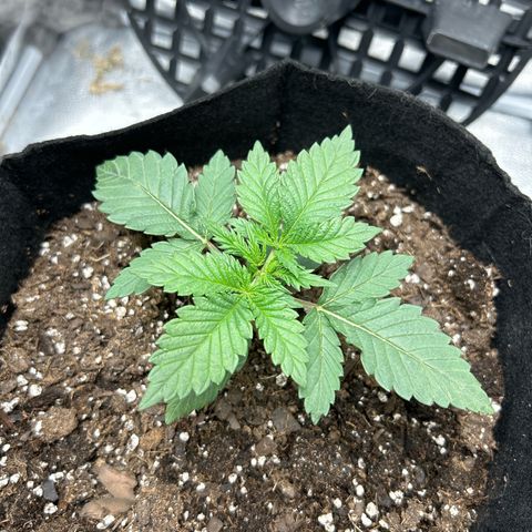 Solfire cherrylicious growlog timeline photo