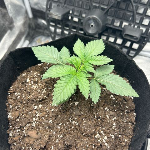 Solfire cherrylicious growlog timeline photo