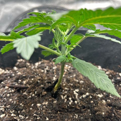 Solfire cherrylicious growlog timeline photo