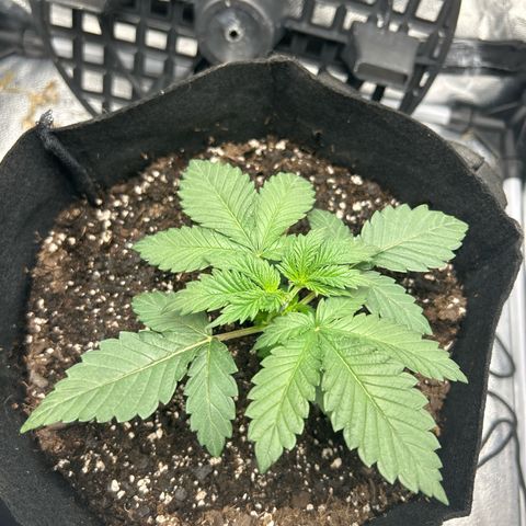 Solfire cherrylicious growlog timeline photo
