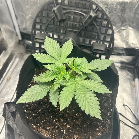 Solfire cherrylicious growlog timeline photo