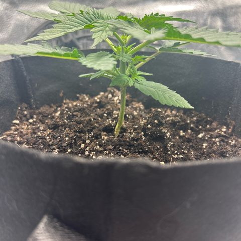 Solfire cherrylicious growlog timeline photo