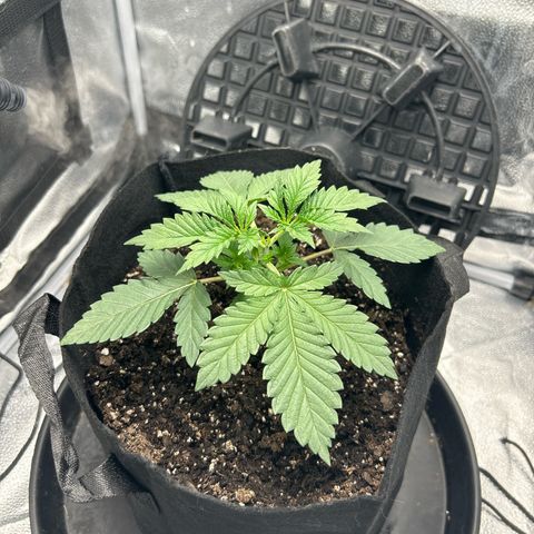 Solfire cherrylicious growlog timeline photo