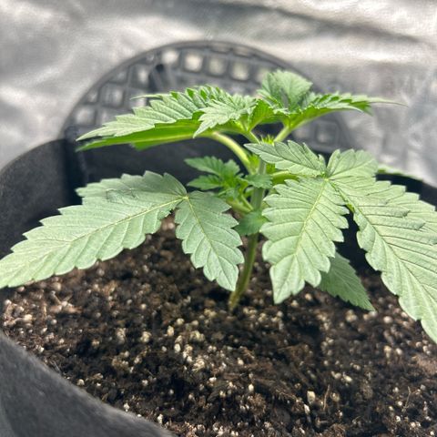 Solfire cherrylicious growlog timeline photo