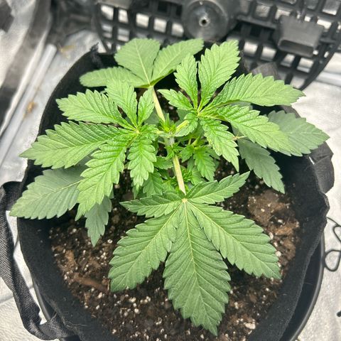 Solfire cherrylicious growlog timeline photo