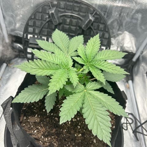 Solfire cherrylicious growlog timeline photo
