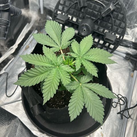 Solfire cherrylicious growlog timeline photo