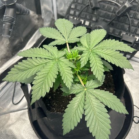 Solfire cherrylicious growlog timeline photo
