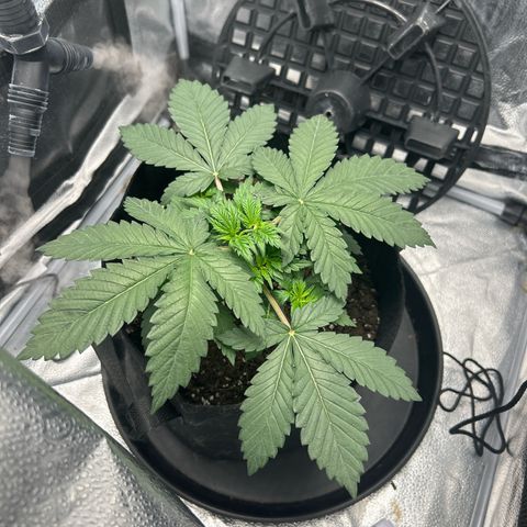 Solfire cherrylicious growlog timeline photo