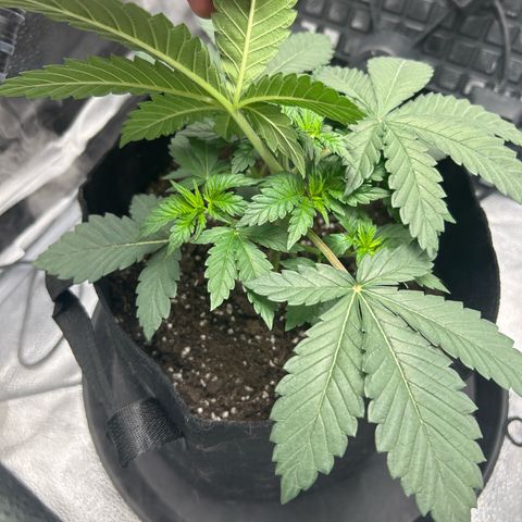Solfire cherrylicious growlog timeline photo