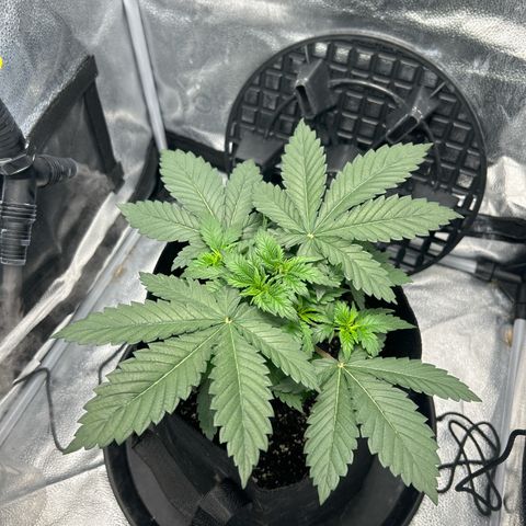 Solfire cherrylicious growlog timeline photo