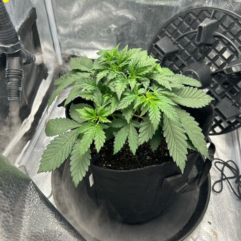 Solfire cherrylicious growlog photo: Tucked big fan leaves under 