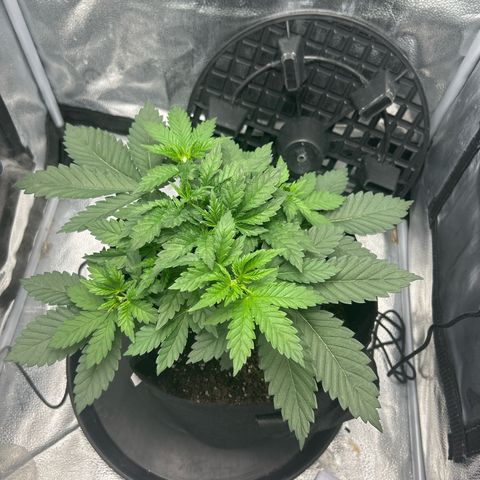 Solfire cherrylicious growlog timeline photo