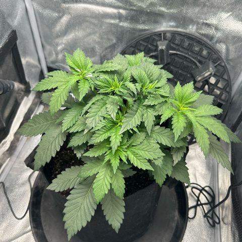 Solfire cherrylicious growlog timeline photo