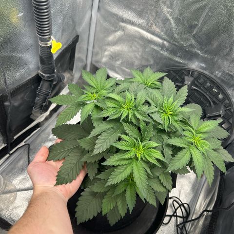 Solfire cherrylicious growlog timeline photo