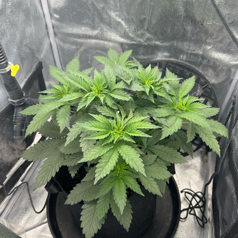 Solfire cherrylicious growlog timeline photo