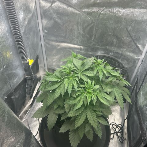 Solfire cherrylicious growlog timeline photo