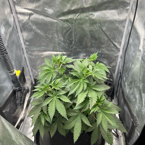 Solfire cherrylicious growlog timeline photo