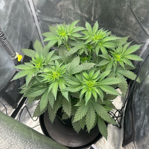 Solfire cherrylicious growlog timeline photo