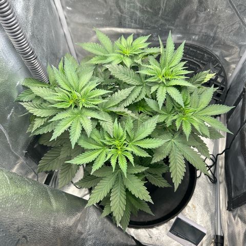 Solfire cherrylicious growlog timeline photo