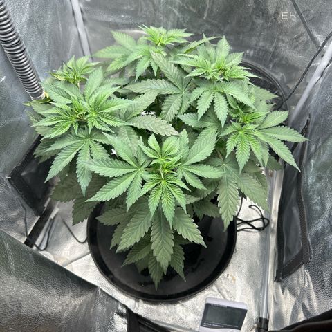 Solfire cherrylicious growlog timeline photo