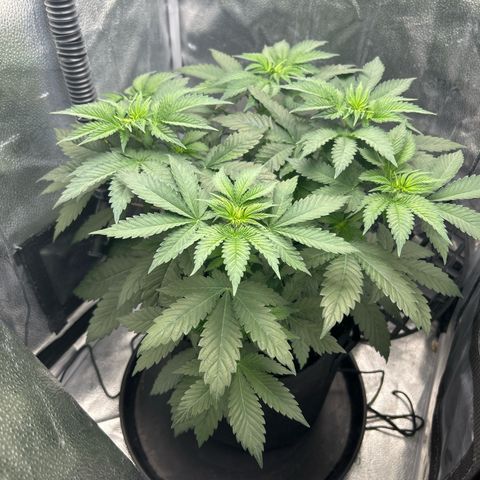 Solfire cherrylicious growlog timeline photo