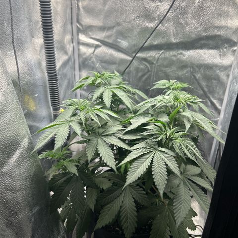 Solfire cherrylicious growlog timeline photo