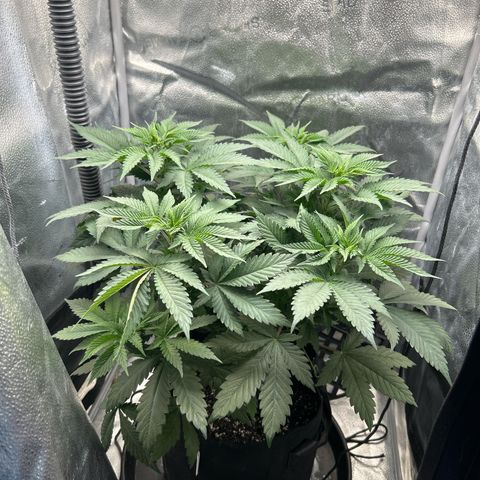 Solfire cherrylicious growlog timeline photo