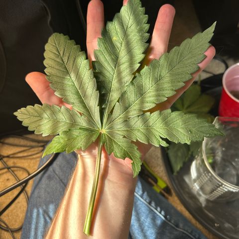 Solfire cherrylicious growlog timeline photo