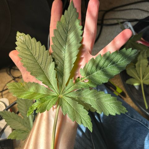 Solfire cherrylicious growlog timeline photo