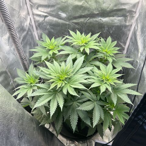 Solfire cherrylicious growlog timeline photo