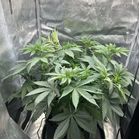 Solfire cherrylicious growlog timeline photo