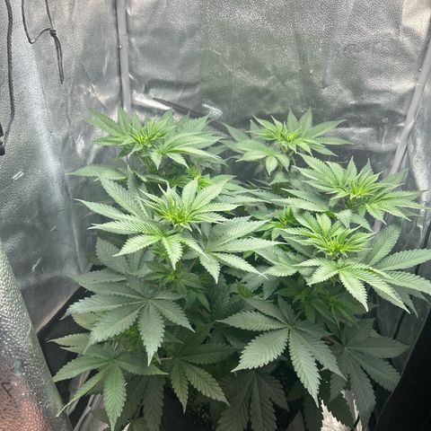 Solfire cherrylicious growlog timeline photo