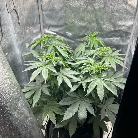 Solfire cherrylicious growlog timeline photo