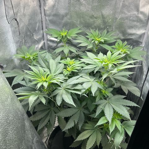 Solfire cherrylicious growlog timeline photo