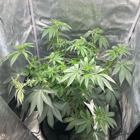 Solfire cherrylicious growlog timeline photo