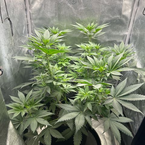 Solfire cherrylicious growlog timeline photo