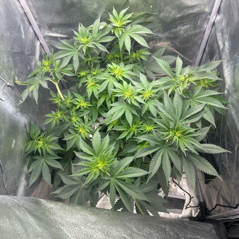 Solfire cherrylicious growlog timeline photo
